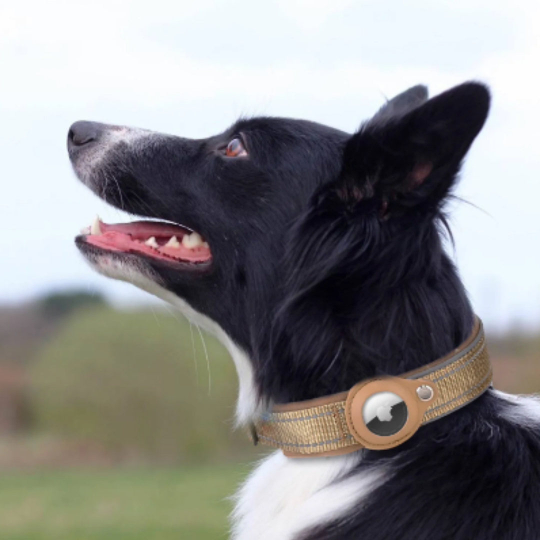 Anti-Lost Airtag Pet Dog Collar - Blue